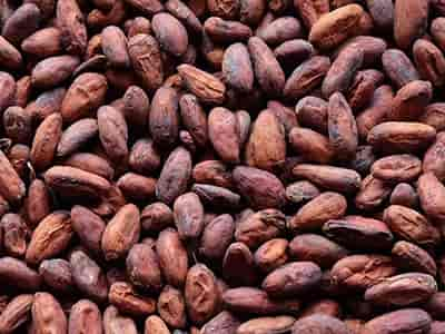 cocoa beans