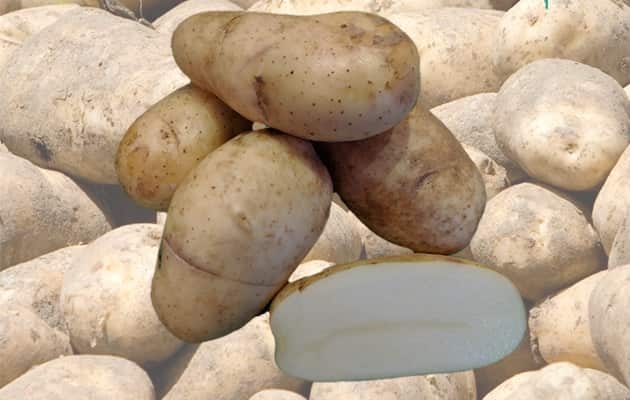 Shepody potato for frying